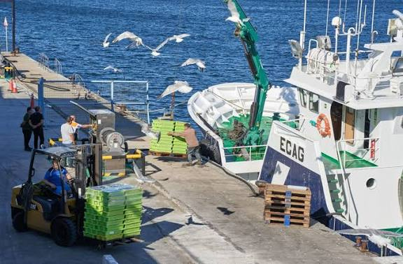 Descarga de peixe no porto