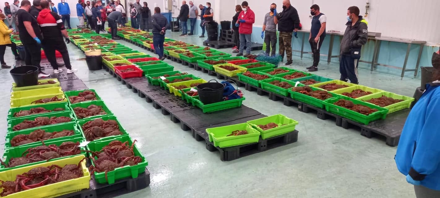 Poxa do centolo na lonxa de Ribeira, con ringleiras de caixas de centolos e compradores arredor