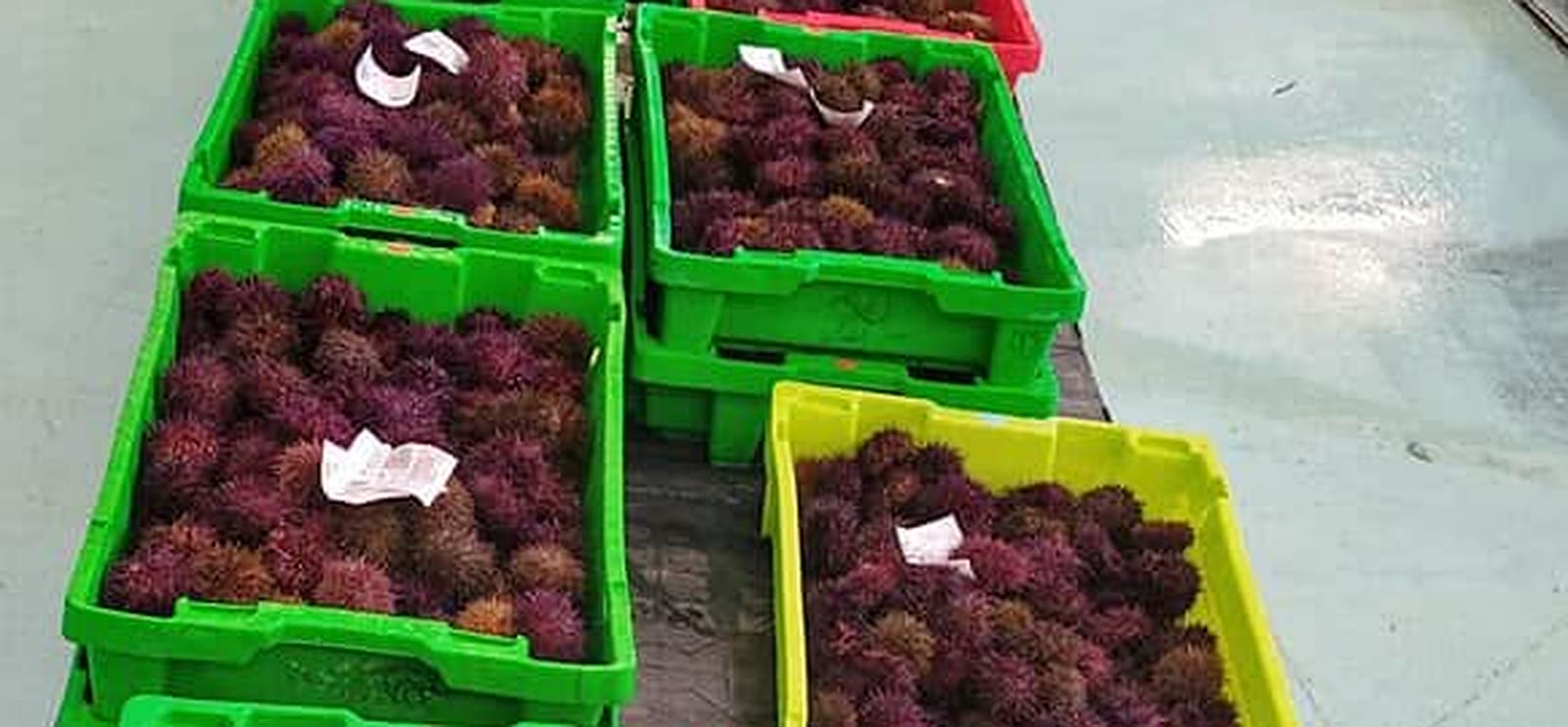 Caixas de ourizos de mar recén chegados á lonxa de Ribeira