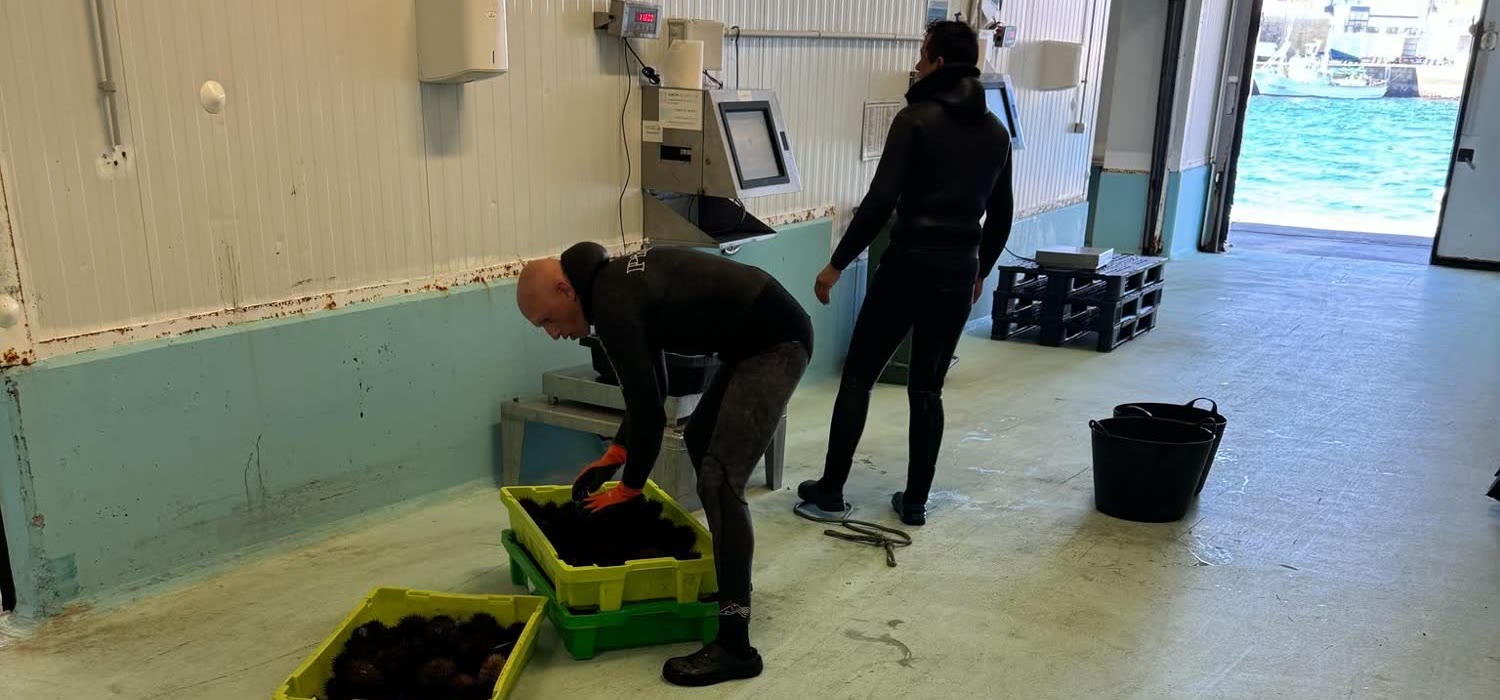 Dous mergulladores con traxe de neopreno descargan caixas de ourizos de mar xunto á báscula da lonxa de Ribeira, co mar ao fondo